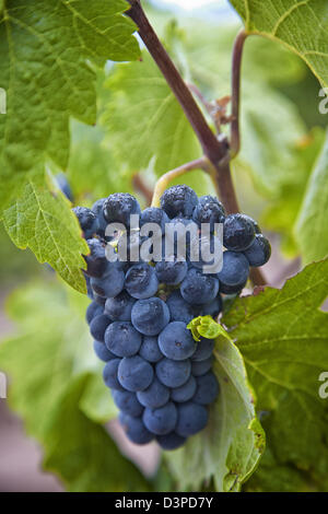 Couvert de rosée pendre les raisins sur la vigne prêt pour la cueillette Banque D'Images