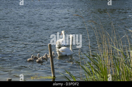 Les cygnes et cygnets sur la Serpentine dans Hyde Park Londres Banque D'Images