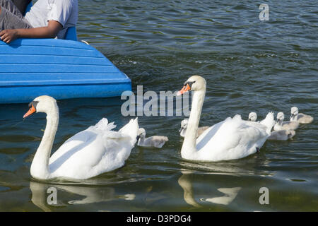 Une famille de cygnes blancs tenir compagnie avec un bateau à pédales bateau, Hyde Park Banque D'Images