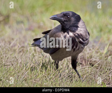 Hooded Crow (corvus cornix), au nord de l'Italie Banque D'Images