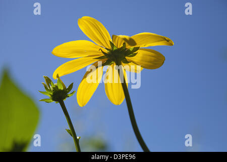 Rudbeckia laciniata Herbstsonne green dirigé d'échinacée. Banque D'Images