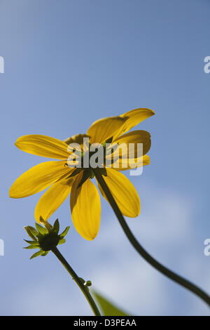 Rudbeckia laciniata Herbstsonne green dirigé d'échinacée. Banque D'Images