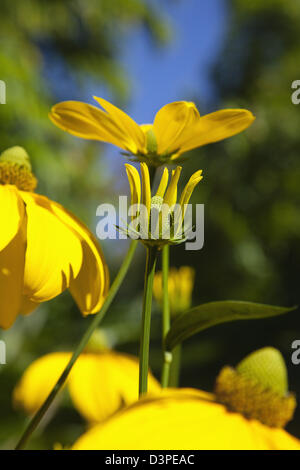 Rudbeckia laciniata Herbstsonne green dirigé d'échinacée. Banque D'Images