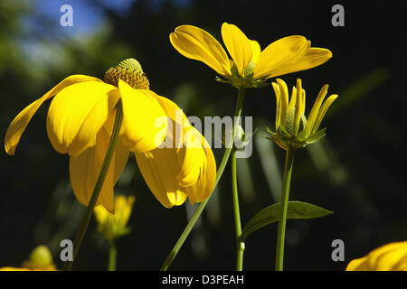 Rudbeckia laciniata Herbstsonne green dirigé d'échinacée. Banque D'Images