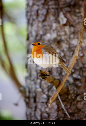 Robin perché sur une branche, le parc national des Lacs de Plitvice, Plitvice, Croatie, Europe Banque D'Images