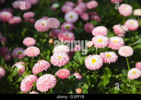 Masse de Bellis perennis roses marguerites sauvages. Banque D'Images