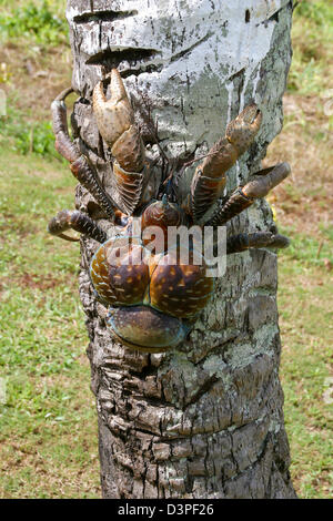 Crabe de cocotier, Birgus latro, plus grande de l'ermite s'est jusqu'à six livres, Aitutaki, Îles Cook. Banque D'Images