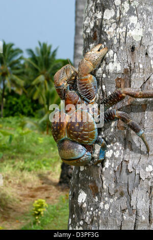 Crabe de cocotier, Birgus latro, plus grande de l'ermite s'est jusqu'à six livres, Aitutaki, Îles Cook. Banque D'Images