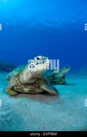 Une paire de tortues de mer vertes, Chelonia mydas, une espèce menacée, reste sur un fond sablonneux à l'Ouest de Maui, Hawaii. Banque D'Images