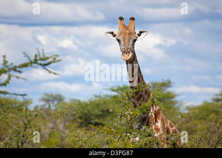 Close-up de curieux Girafe (Giraffa camelopardalis) à plus d'épine dans le Parc National d'Etosha, Namibie, Afrique du Sud Banque D'Images