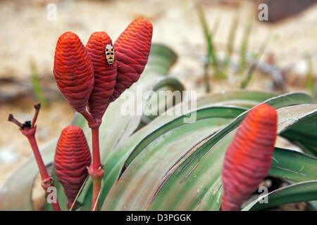 Bug (Odontopus sexpunctatus Welwitschia) sur mirabilis Welwitschia, plante femelle et les cônes, Khorixas, Namibie, Afrique du Sud Banque D'Images