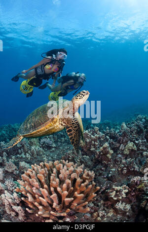 Deux femmes plongeuses (MR) sur les scooters sous-marins et d'une tortue verte, Chelonia mydas, New York. Banque D'Images