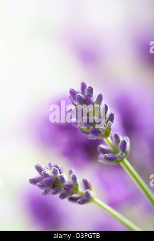 Fleurs de Lavande Banque D'Images