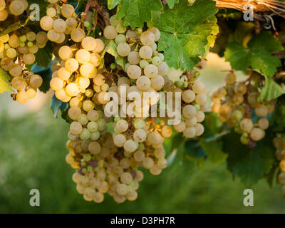 Raisins blancs prêts à être récoltés dans un vignoble à Palisades, Colorado. Banque D'Images