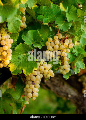 Raisins blancs prêts à être récoltés. Banque D'Images