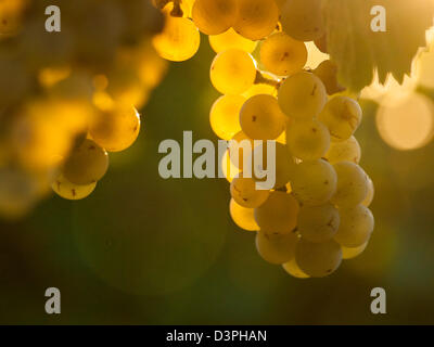 Raisins blancs prêts à être récoltés dans un vignoble à Palisades, Colorado. Banque D'Images