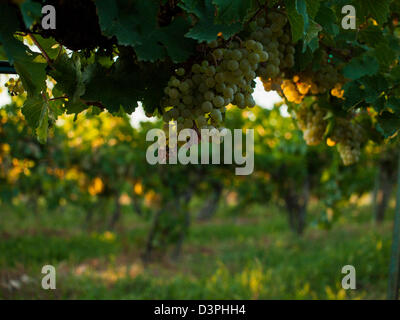 Raisins blancs prêts à être récoltés dans un vignoble à Palisades, Colorado. Banque D'Images