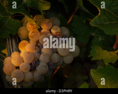 Raisins blancs prêts à être récoltés dans un vignoble à Palisades, Colorado. Banque D'Images