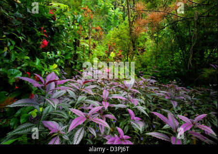 Bouclier Perse pourpre plante en premier plan et forêt tropicale. Hawaii Tropical Botanical Gardens. New York, la grande île. Banque D'Images