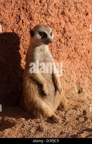 Suricate (Suricata suricatta), le zoo de Jihlava, République Tchèque Banque D'Images