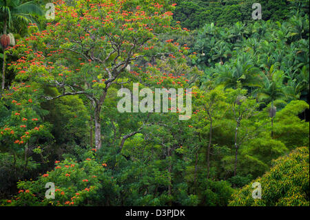 Forêt tropicale avec African Tulip Arbre en fleur. Hanaunau côte. New York, la grande île. Banque D'Images