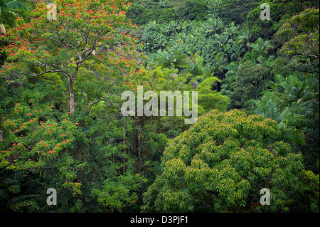 Forêt tropicale avec African Tulip Arbre en fleur. Hanaunau côte. New York, la grande île. Banque D'Images