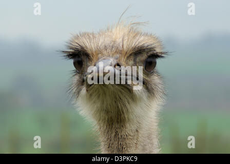 Un gros plan de la tête d'une autruche. Tête d'autruche le jour froid et brumeux en captivité Banque D'Images