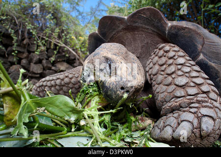 Une tortue géante des Galapagos, Geochelone elephantopus, l'alimentation sur l'île Santa Cruz, l'archipel des Galapagos, Equateur Banque D'Images