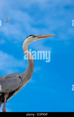Le Grand Héron, Ardea herodias, peut être vu toute l'année in Galápagos, l'Equateur. Banque D'Images