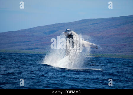 Violer rorqual à bosse, Megaptera novaeangliae, New York. Banque D'Images