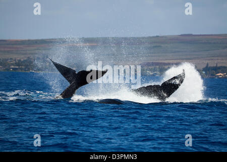 Ces baleines à bosse, Megaptera novaeangliae, sont depuis peu à s'en face de Lahaina, Maui, Hawaii, USA. Banque D'Images