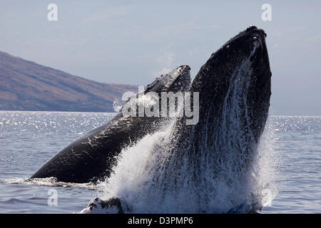 Violer rorqual à bosse, Megaptera novaeangliae, avec en arrière-plan de l'Ouest de Maui, Hawaii. Banque D'Images