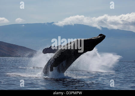 Violer rorqual à bosse, Megaptera novaeangliae, avec en arrière-plan, l'Haleakala Maui, Hawaii. Banque D'Images