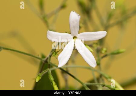 Plante et fleurs de jasmin Açores (Jasminum azoricum) à fond jaune Banque D'Images