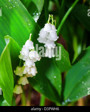 Lily of the Valley Banque D'Images