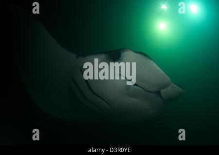 Cette grande raie Manta géante (Manta birostris) personne s'est attiré par l'accumulation de plancton sous les lumières de notre bateau. Banque D'Images