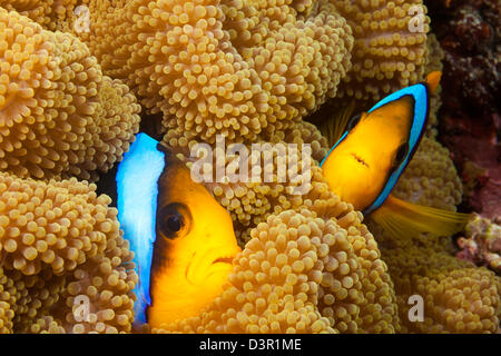 Ces deux-fin orange, poisson clown Amphiprion chrysopterus, sont illustrés en se cachant dans leur anémone hôte, Fidji. Banque D'Images