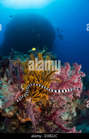 Le Sea Krait ou jaune-labiés Laticauda colubrina Krait, la mer, est un serpent de mer venoumous communs trouvés dans les îles Fidji. Banque D'Images