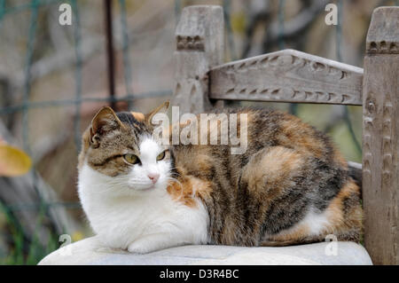 Chat domestique Banque D'Images