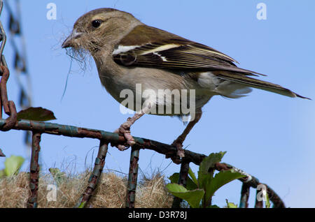 Chaffinch femelle la collecte de fibres de noix de coco d'une suspension d'utiliser comme matériel de nidification. Banque D'Images