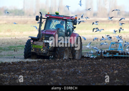 Le tracteur laboure avec troupeau de goélands charrue suivantes Banque D'Images