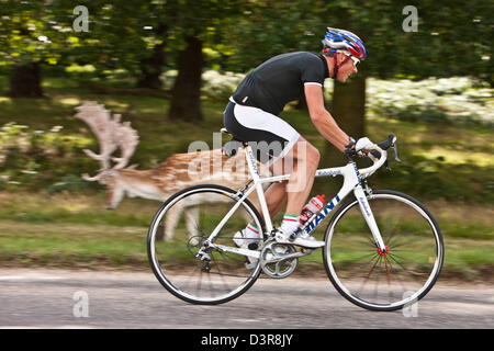 Cycliste à Richmond Park, avec le cerf, London, England, UK Banque D'Images