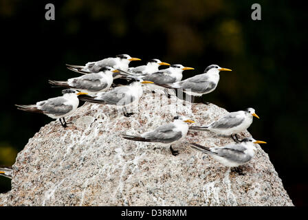 Debout sur les oiseaux rock tout à la recherche dans le même sens Banque D'Images