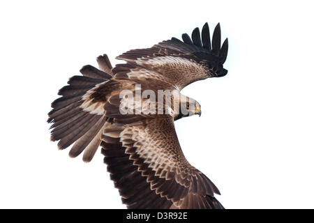 Aigle botté Aquila pennata, battant Banque D'Images