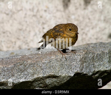 Les juvéniles, Robin Erithacus rubecula aux abords de granit sur birdbath Banque D'Images