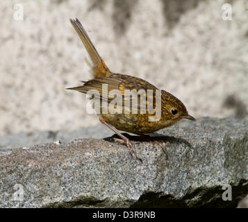 Les juvéniles, Robin Erithacus rubecula aux abords de granit sur birdbath Banque D'Images