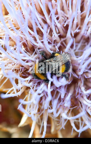 Bourdon sur fleur d'artichaut Banque D'Images