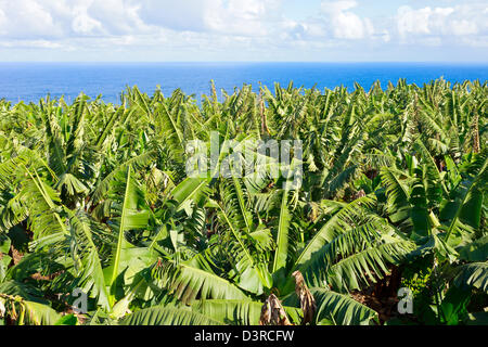 Les plantations de banane au bord de l'océan, dans la région de El Rincon, Tenerife, Canaries, Espagne Banque D'Images