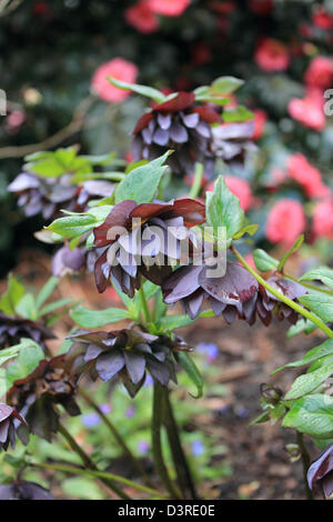 L'hellébore noir pourpre au printemps dans un jardin de campagne anglaise. La promenade Sussex, UK Banque D'Images