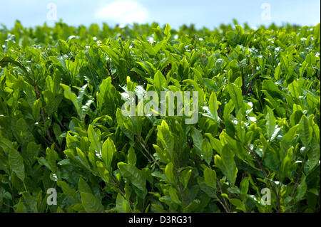 Feuilles de thé vert nouvelle fraîche sur un buisson de croître à une plantation dans chabatake Makinohara plateau domaines de la préfecture de Shizuoka, Japon Banque D'Images